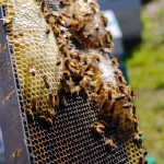 anna-reiff-380202-unsplash